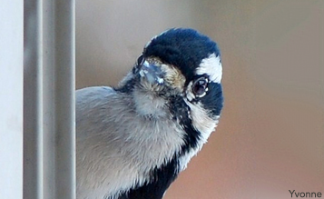 Downy Woodpecker at window, by Yvonne